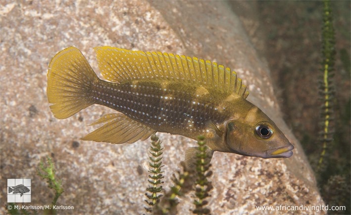 Neolamprologus tetracanthus 'Kasola Island'
